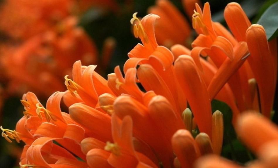  『开花数量』“这种花”花朵金灿灿，花期“大半年”，打造家中花园“必备”