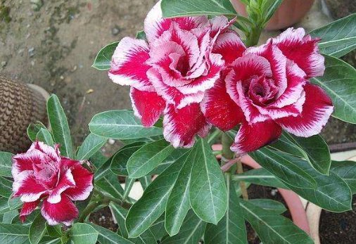  沁人心脾：懒人最适合养这“4种花”，四季开花，苞润如玉，花香沁人心脾