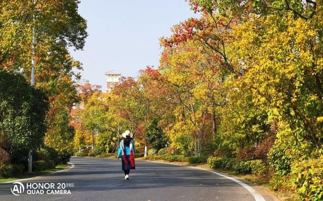武汉红叶秋景点推介-花山春和路