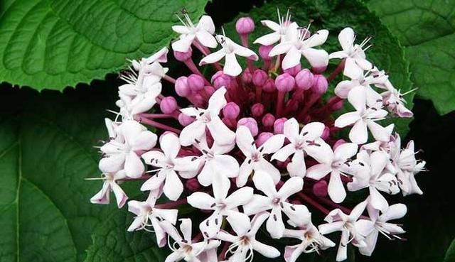  「植物」农村人叫它“臭牡丹”，开花非常臭，但是很漂亮，这种花你见过吗