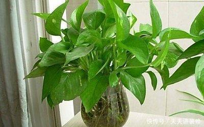  『大岩桐』喜欢在家中养护花卉，就选择花色艳丽，花期长的3种花卉，美极了