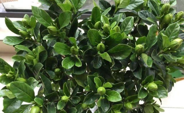 【自制】4月发文:冬季别再闲着了,在家自制3种花肥,既省钱又好用