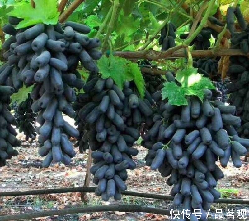 『种树』院子里不要乱种树,这6种树不仅能添福旺宅,还能招财纳福