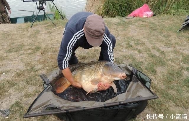 『钓到』我在美国钓鱼的日子,这里的鲤鱼虽然肥硕,但有股煤油味