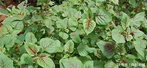 在农村，发展这些项目大有钱途，可很多人却是看不起，痛失商机啊