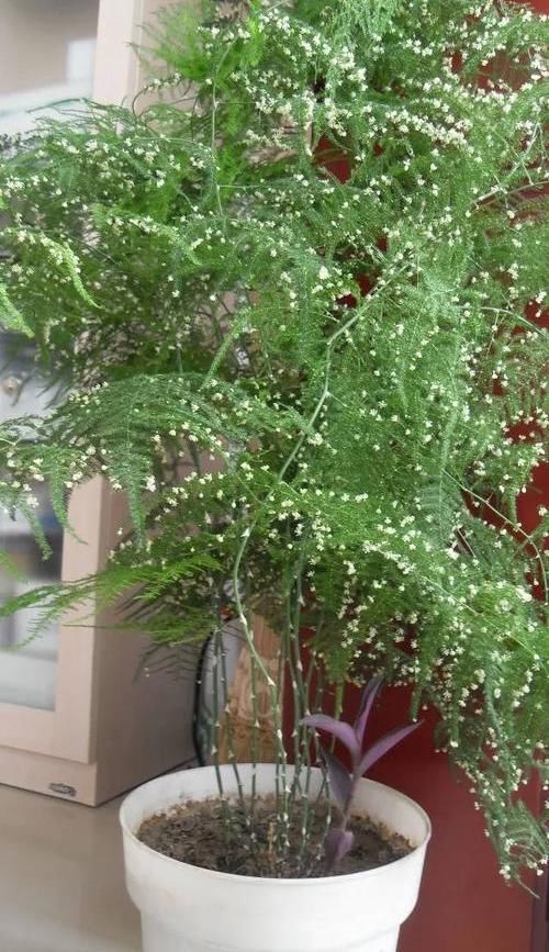  不好■文竹开花是大凶？完全是“扯蛋”，满足3个小要求，白花开满盆