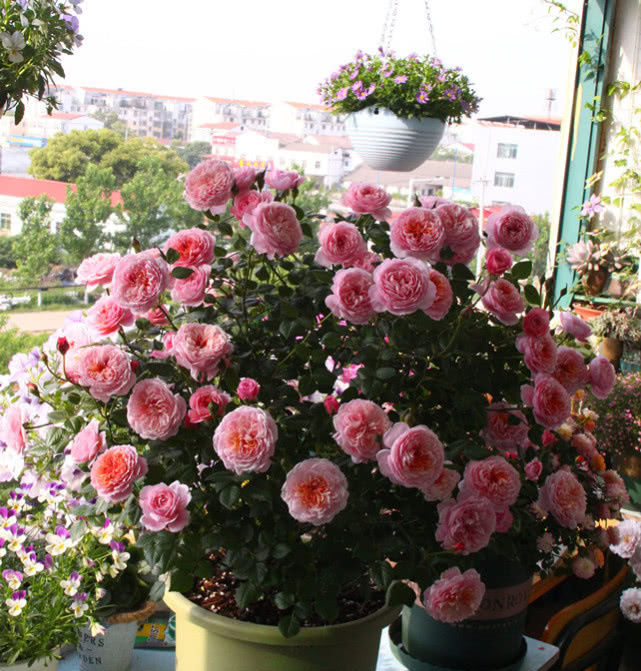 「盆栽」此花观赏价值高,有玫瑰花香气,全年开花易养活,阳台盆栽选这种!