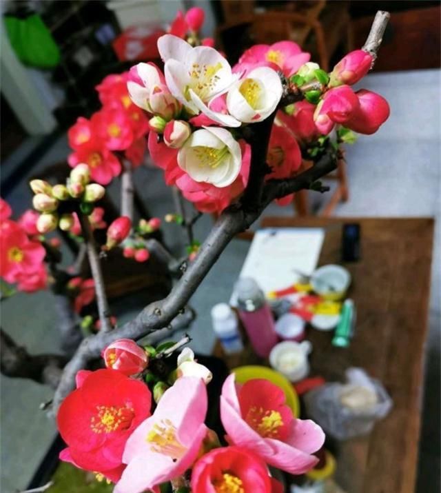 『我国』此花我国独有,花色艳丽却无花香,但从古自今都受人喜爱
