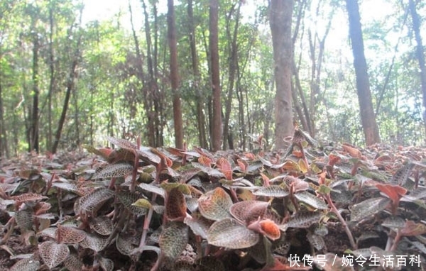  「利润」金线莲几万元一斤还供不应求，野生的很少见，人工种植