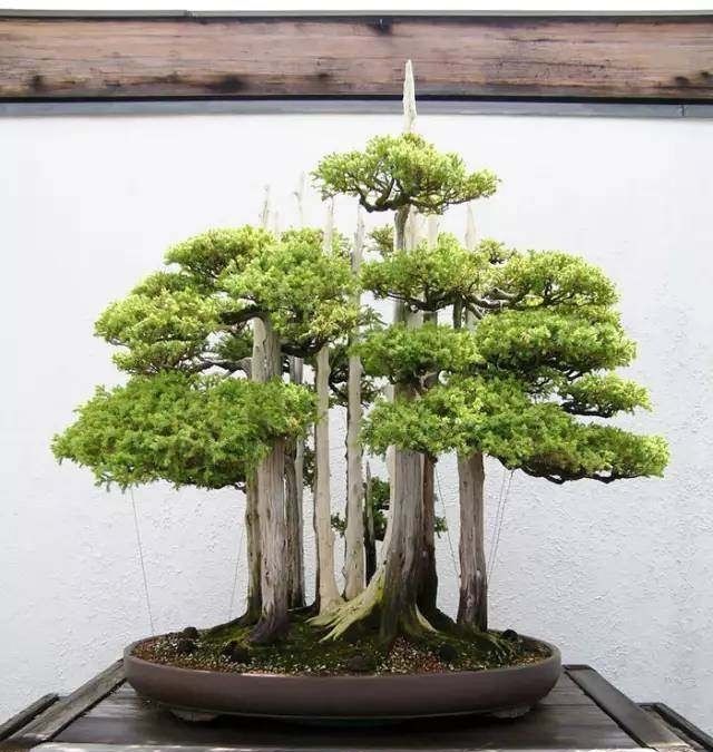  「山水盆景」世界上最美的34个盆景，第1个就美的受不了！