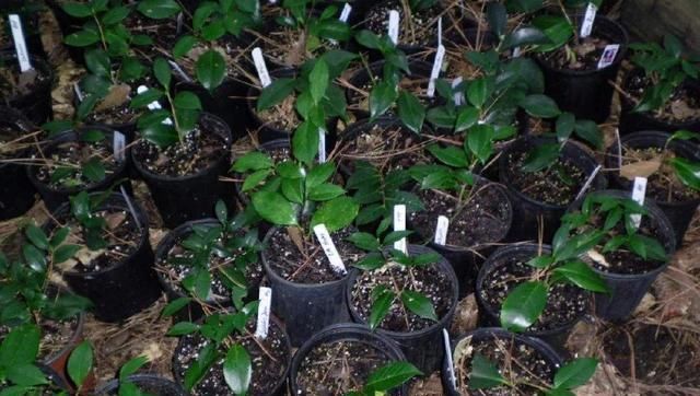  「扦插」山茶花，剪1节枝就能种10盆，枝繁叶茂开花多，年年春节开爆盆！