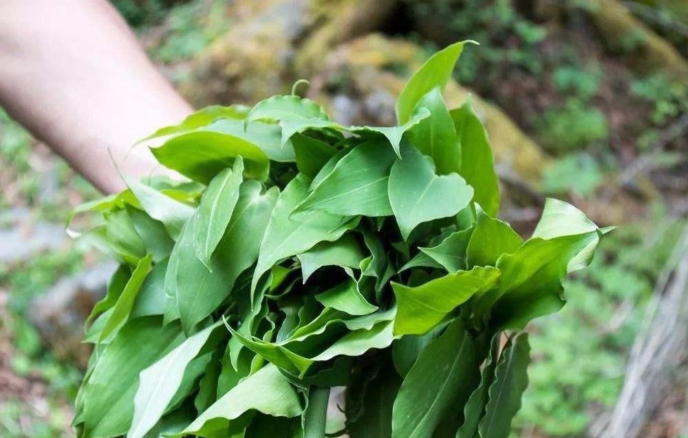  『吃法』岩石缝中的野菜，叶子像小白菜，却比韭菜还香，春天错过太可惜