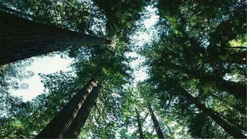 世界上最高的树,相当于50层楼高,中国却禁止种植此树