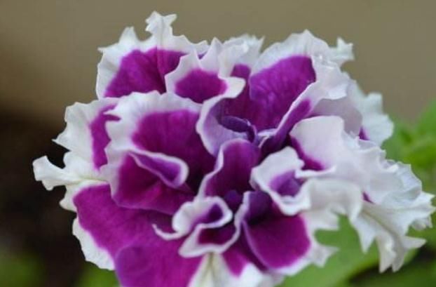  『开得』“2种”矮牵牛，花瓣多、花色艳，一盆比一盆开得旺，花朵开不断