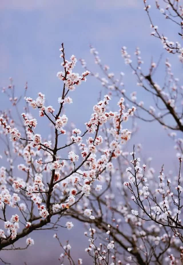阳春三月,群芳争艳!来看西安这些“花花世界”的最佳踏春赏花指南