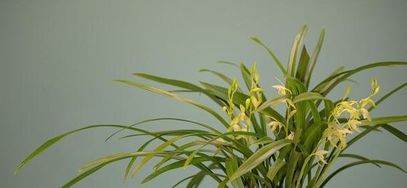  夏天就：夏季养花这四点要忌讳，不然盆盆黄叶、落花，花儿离死不远了