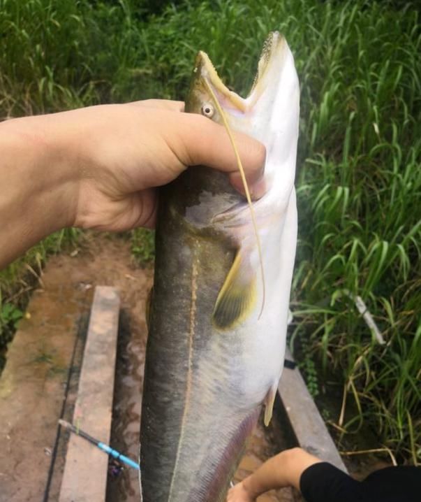  [钓友]春天为啥一定要钓鲫鱼呢？不妨试试钓鲶鱼，比钓鲫鱼简单多了