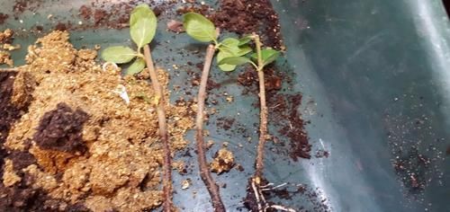 [枝条]买的枝条养很久都不发芽，硬木真的太难扦插生根了