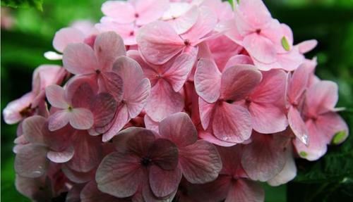  『耐热』3种花适合懒人养，耐热耐晒更耐旱，一年四季开花不断，漂亮极了