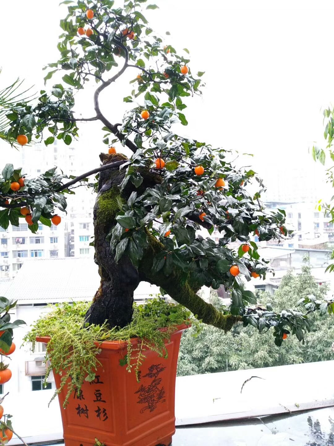 金弹子树桩盆景很有欣赏性，有的的确很美丽!