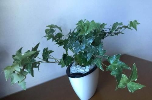  「虎皮兰」在家种这“5种花”，不仅漂漂亮亮、有生气，还能净空气、除螨虫