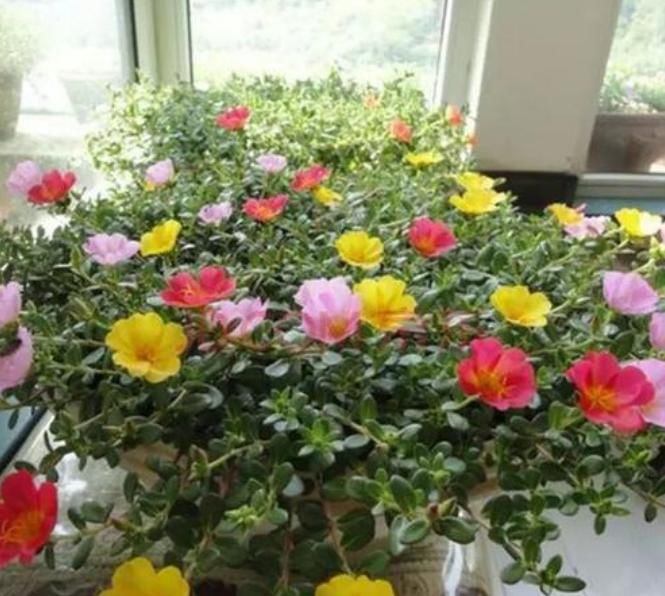 『有花赏』阳台养花,就选4种,好养又漂亮,阳台变花海,天天有花赏!