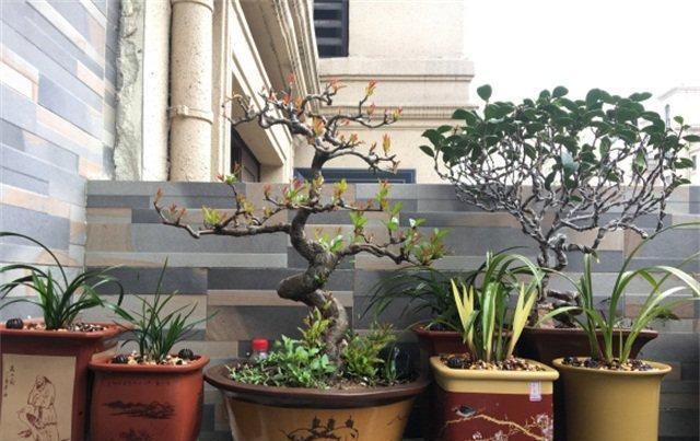  [上场]养兰花,派这棵“宝树”上场,不愁养不好,枝繁叶茂