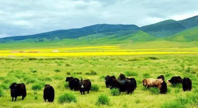 『青海』青海39个之最,不但在全国出名了,还有这么多世界级....