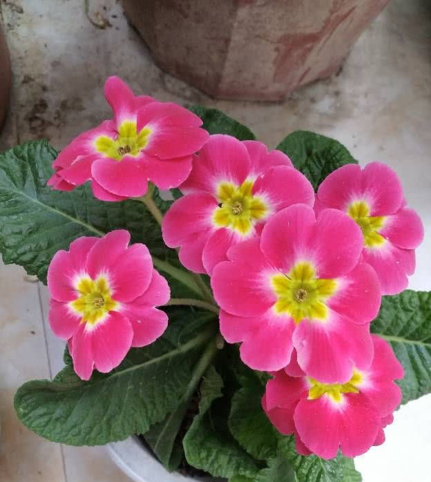  【低矮】新型室内盆栽花，植株低矮花量大，栽培容易花期长！