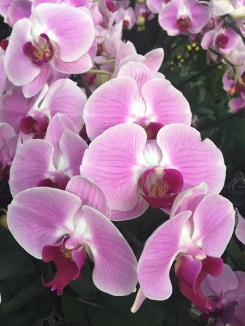 这么漂亮的蝴蝶兰，你见过吗？