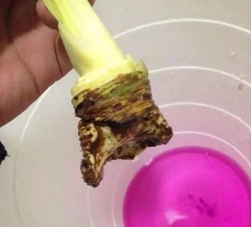 轻微烂根■君子兰“烂根”了,学会“4个步骤”,对症下药,让它根叶一起窜