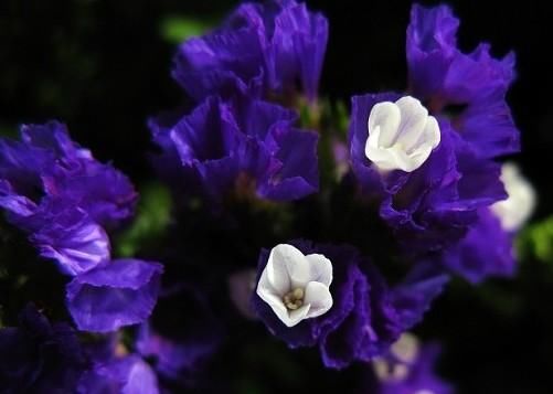 【艳丽】此花颜色艳丽,花型独特,花量大,适合养护观赏