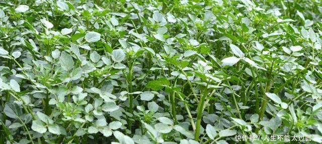 农村这野菜泛滥成灾，农民拿去喂猪，城里一斤13元成稀罕货