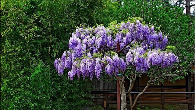  「爬藤花卉」春季此花院子里要栽2株，开花绚烂，花香不输桂花，好养易成活