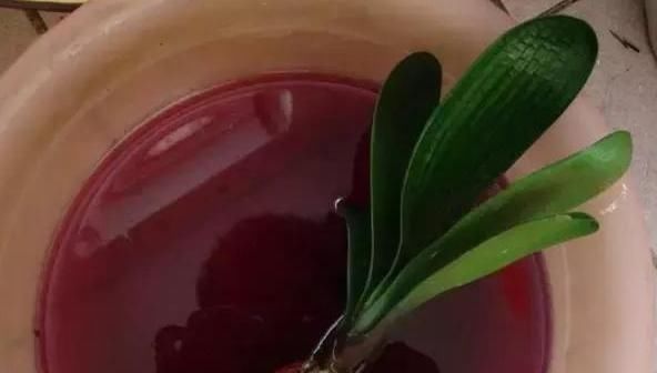  「花草」养花草、玩扦插,用点这“粉”,比多菌灵有效!烂根黑腐全没有!