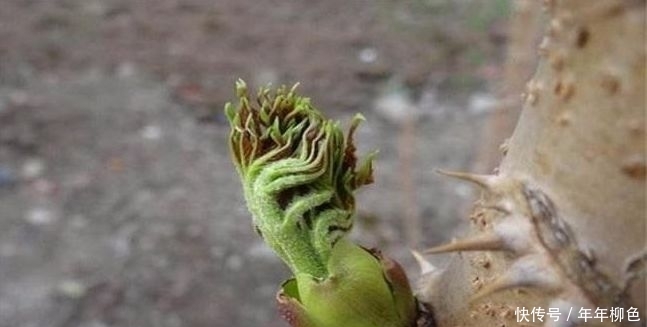 农村一种植物，以前很常见，被农民忽略，殊不知其嫩芽要80元一斤