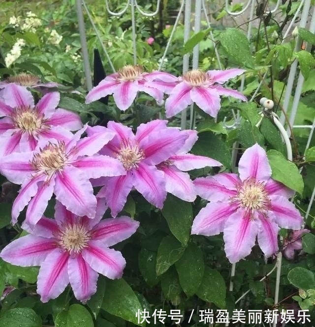  「平方」有了30平方的小院，能将日子过成了诗？简单而精致，优雅而从容！