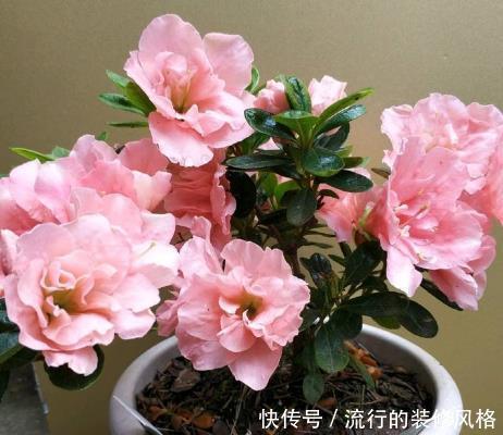  『粉嫩』新手养花，不如养盆花中精品“协和玫瑰”，花开粉嫩，妩媚高雅