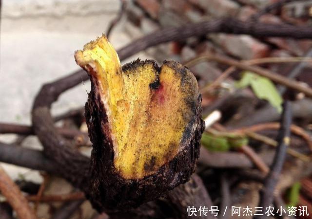  「黄金」这树价值珍贵，树根更是稀罕物，内含“黄金”，但见到