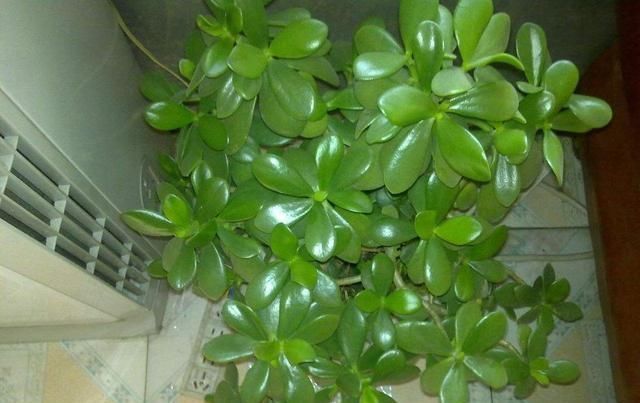 「家里」这两种植物养得好,稍微注意就能养出老桩来价值高气势好