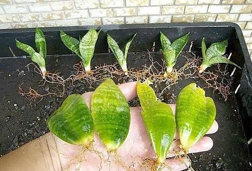  「用叶片繁殖」一片叶子就能繁殖的花卉，你还出去买？