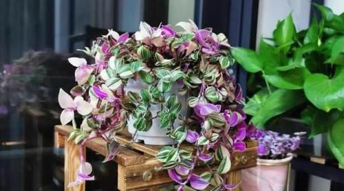  「大片」吊兰新品种，油画婚礼吊兰，好养颜值高，一根枝条繁殖一大片！