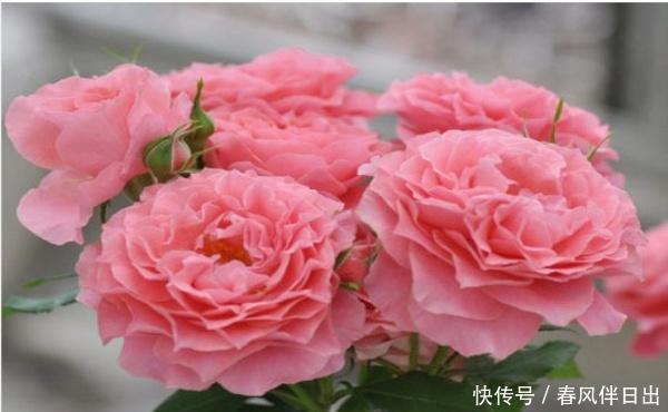 「选择」喜欢养护花卉,就可以选择这款花卉,满足欣赏和幸福美满为一体
