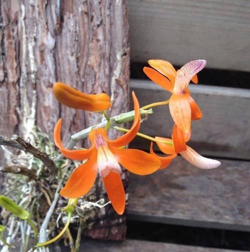 「专属」父亲专属特有之花,石斛花,父亲节送父亲的专属花