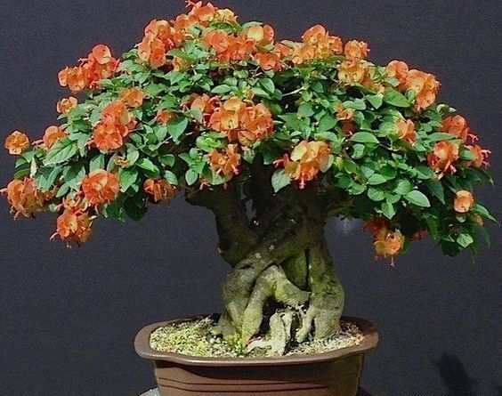 盆景欣赏:气象万千，清秀与古雅并存，每一盆都那么独特