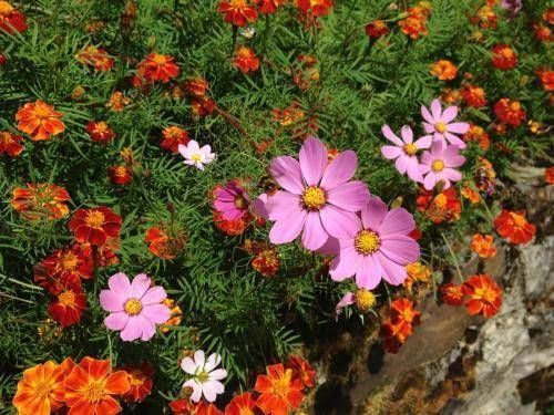  「便宜」这几种花便宜好养，每次开花一大片，长出花海太美了