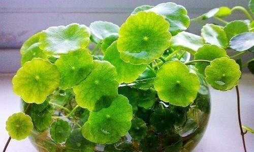  盆栽：这5种花卉盆栽最适合放养，俩月不管“她”，照样活得好好的！