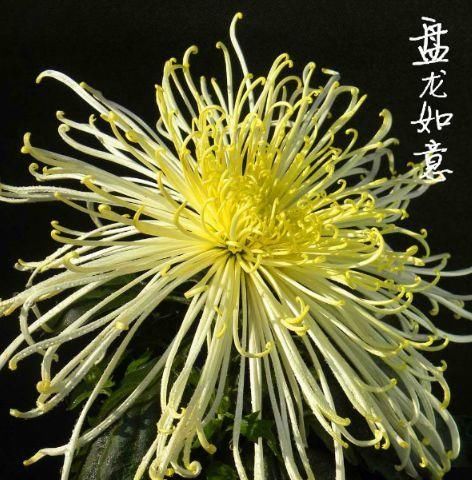  「四射」喜欢菊花，不如养盆“珍品菊花”盘龙如意，似霞光四射，圣洁美丽