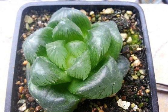  「小球玫瑰」4款“高颜值”的多肉，盆栽上几盆，好看又好养，美成一道风景线