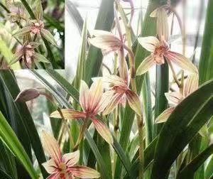  『叶带』?此兰，像彩虹一样多姿多彩，叶带黄金线艺，花叶俱美，一株香满